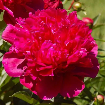 Пион БИГ БЕН травянистый в Балашихе