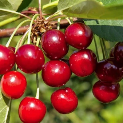 Вишня ЛЮБСКАЯ в Балашихе