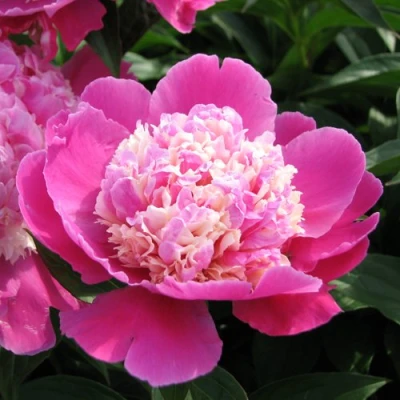 Пион КОРА СТАББС травянистый в Балашихе