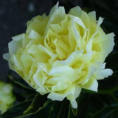 Пион ЗОЛОТАЯ КОЛЕСНИЦА травянистый в Балашихе