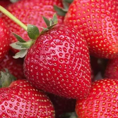 Клубника СЕЛЬВА ремонтантная в Балашихе