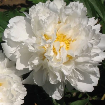 Пион БОУЛ ОФ КРИМ травянистый в Балашихе