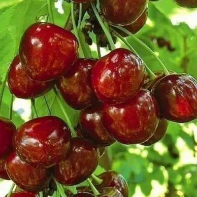 Черешня БУРЛАТ в Балашихе