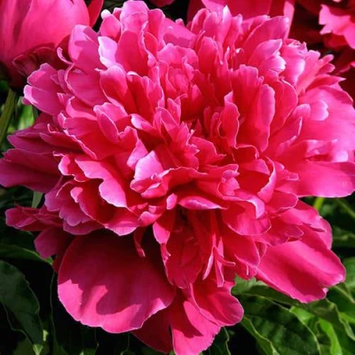 Пион ВИКТУАР ДЕ ЛА МАРН травянистый в Балашихе