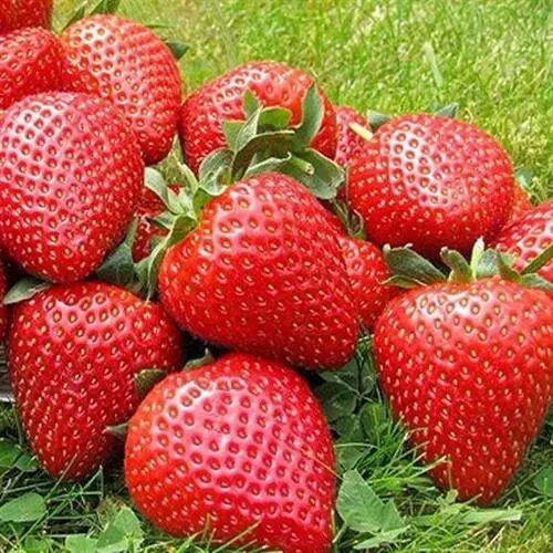 Клубника ЭЛИАНЕ  Клубника ЭЛИАНЕ в Балашихе