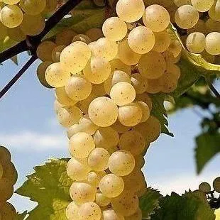 Неукрывные сорта  в Балашихе