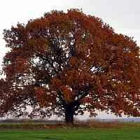 Дуб скальный  Дуб скальный в Балашихе