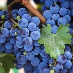 Винный  в Балашихе