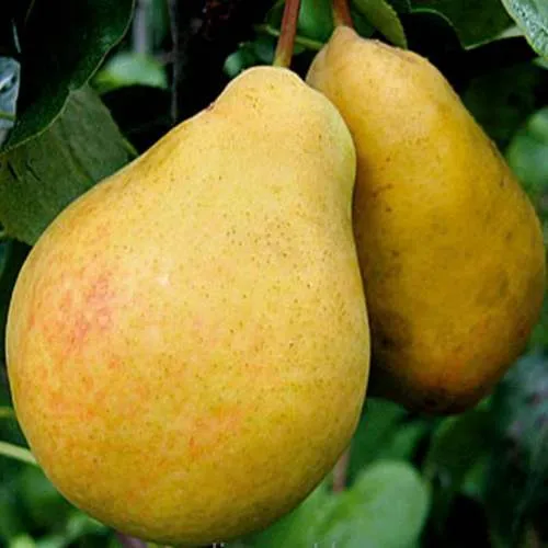 груша летняя.jpg груша летняя.jpg