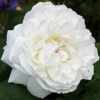 Саженцы роз ВИНЧЕСТЕР КАФЕДРАЛ английская  Саженцы роз ВИНЧЕСТЕР КАФЕДРАЛ английская в Балашихе