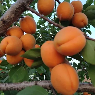 Абрикос ГОЛД РИЧ в Балашихе