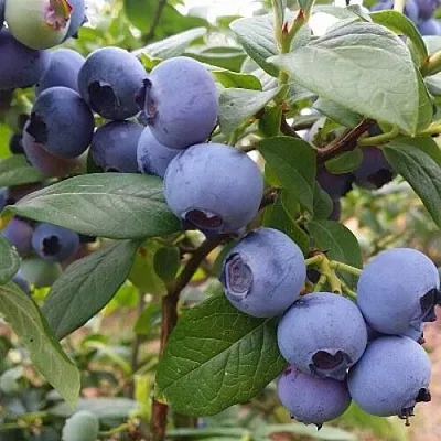 Голубика БЛЮГОЛД  Голубика БЛЮГОЛД в Балашихе