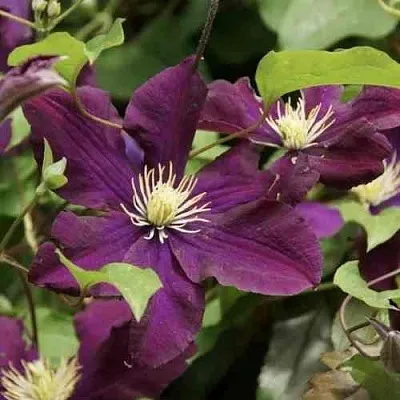 Клематис ГЕРОИ ВАРШАВЫ  Клематис ГЕРОИ ВАРШАВЫ в Балашихе