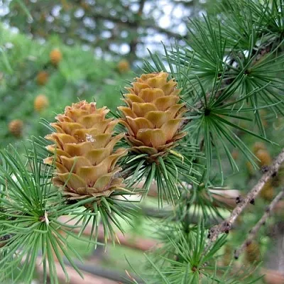 Лиственница КЕМПФЕРА в Балашихе