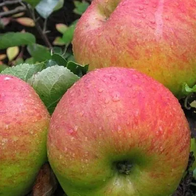 Яблоня ЯБЛОЧНЫЙ СПАС  Яблоня ЯБЛОЧНЫЙ СПАС в Балашихе