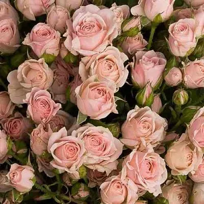 Саженцы роз ОДИЛЛИЯ спрей в Балашихе