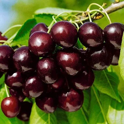 Черешня ВИТЯЗЬ  Черешня ВИТЯЗЬ в Балашихе