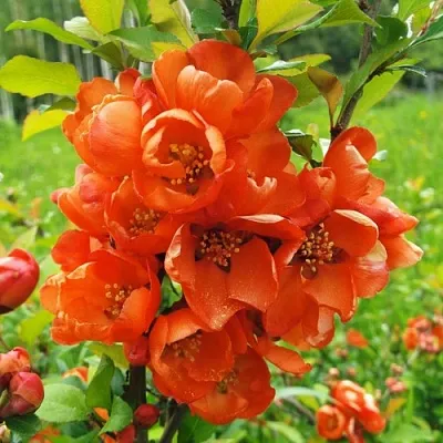 Айва японская в Балашихе