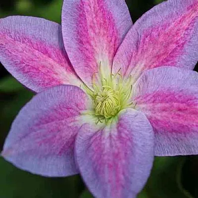 Клематис ЧЕЙНДЖ ОФ ХАРТ  Клематис ЧЕЙНДЖ ОФ ХАРТ в Балашихе