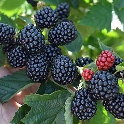 Ежевика ПОЛАР бесшипная  Ежевика ПОЛАР бесшипная в Балашихе