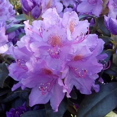 Рододендрон в Балашихе