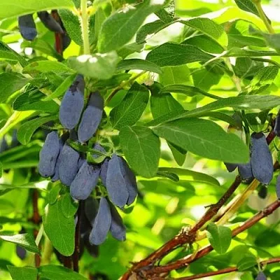 Жимолость съедобная ЛЕБЁДУШКА в Балашихе