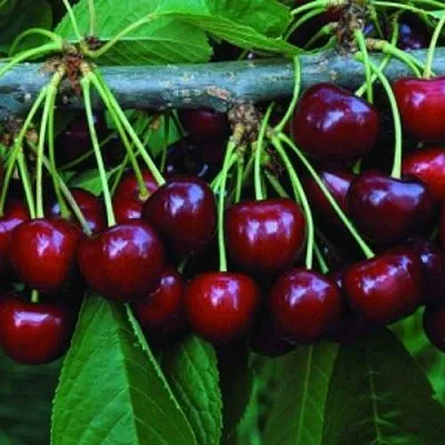 Черешня ВЕДА  Черешня ВЕДА в Балашихе