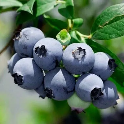 Голубика СИЕРРА  Голубика СИЕРРА в Балашихе