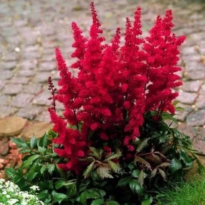 Астильба ГЛАТ Арендса — описание сорта Астильба ГЛАТ Арендса в Балашихе