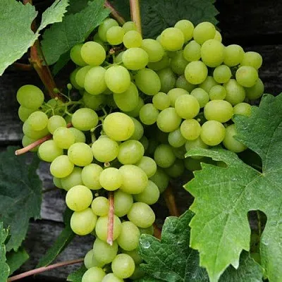 Виноград АЛЕШЕНЬКИН в Балашихе