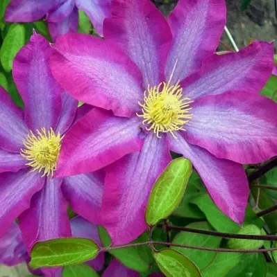 Клематис КАКИО  Клематис КАКИО в Балашихе