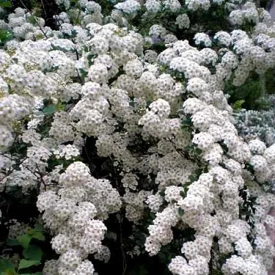 Спирея ВАНГУТТА  Спирея ВАНГУТТА в Балашихе