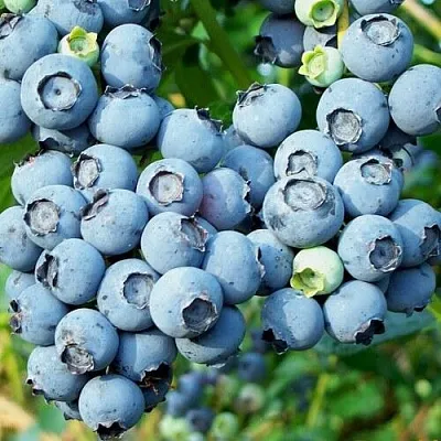 Голубика ПУРУ  Голубика ПУРУ в Балашихе