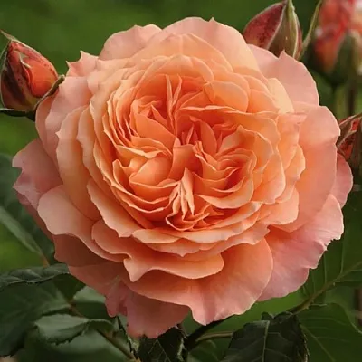 Саженцы роз БЕЛЬВЕДЕР шраб  Саженцы роз БЕЛЬВЕДЕР шраб в Балашихе