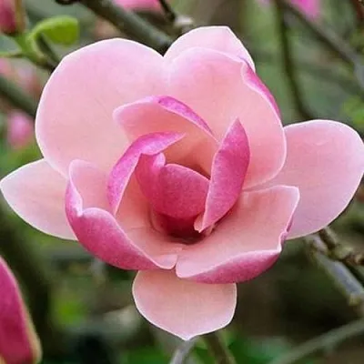 Магнолия РУСТИКА РУМБА в Балашихе