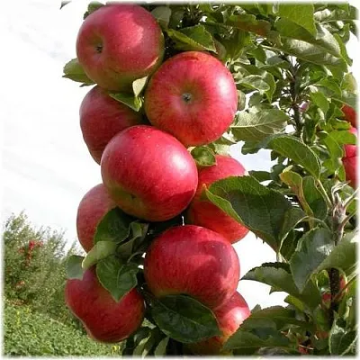 Яблоня ОСТАНКИНО колонновидная  Яблоня ОСТАНКИНО колонновидная в Балашихе