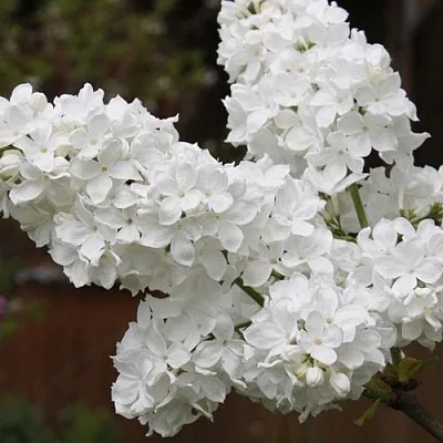 Сирень ФЛОРА  Сирень ФЛОРА в Балашихе