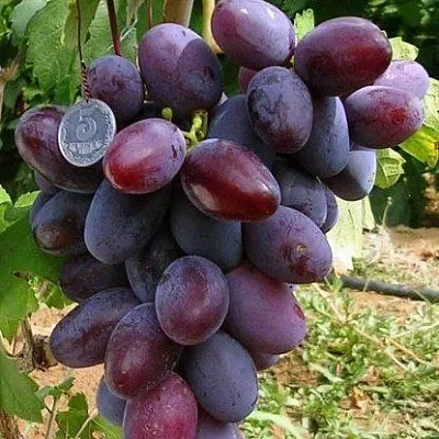 Средние сорта в Балашихе