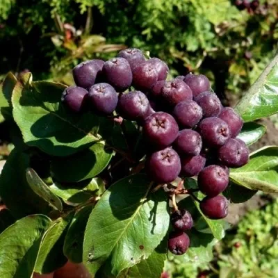 Рябина ЛИКЁРНАЯ сладкоплодная в Балашихе