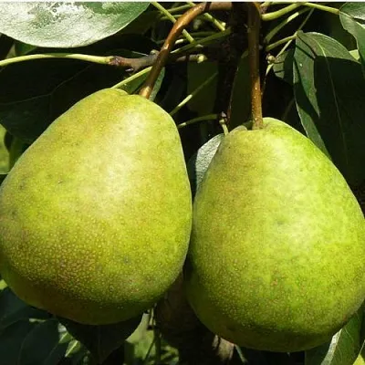 Груша ЛАГОДНАЯ  Груша ЛАГОДНАЯ в Балашихе