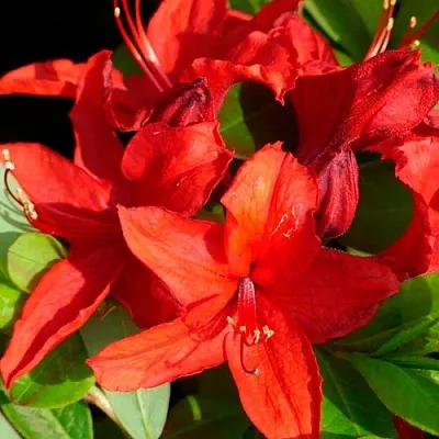 Азалия НАБУКО листопадная  Азалия НАБУКО листопадная в Балашихе