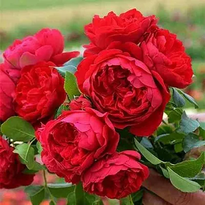 Саженцы роз ФЛОРЕНТИНА плетистая  Саженцы роз ФЛОРЕНТИНА плетистая в Балашихе