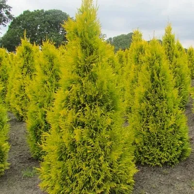 Туя САНКИСТ западная в Балашихе