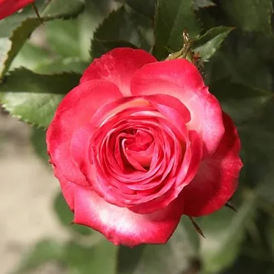 Саженцы роз САФИНА спрей в Балашихе