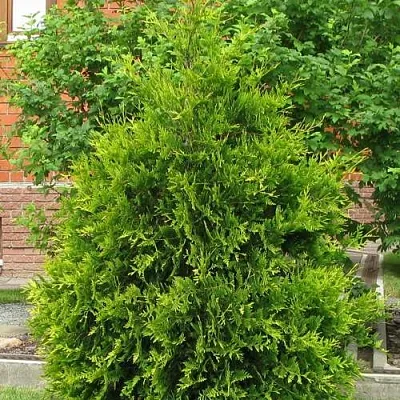 Туя АНЯ (АНИЕ) западная в Балашихе