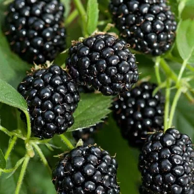 Ежевика АГАВАМ  Ежевика АГАВАМ в Балашихе