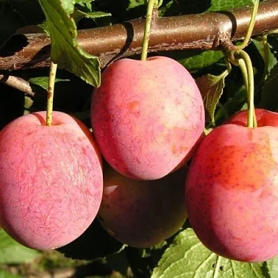 Слива ВИКТОРИЯ в Балашихе