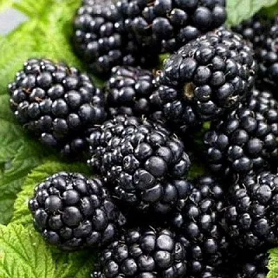 Ежевика БЖЕЗИНА бесшипная  Ежевика БЖЕЗИНА бесшипная в Балашихе