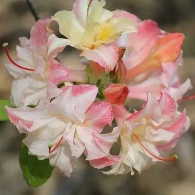 Азалия КЭННОНС ДАБЛ листопадная  Азалия КЭННОНС ДАБЛ листопадная в Балашихе