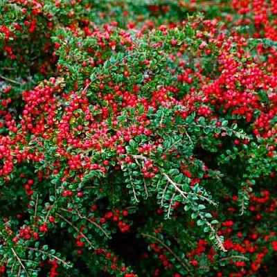 Кизильник горизонтальный  Кизильник горизонтальный в Балашихе